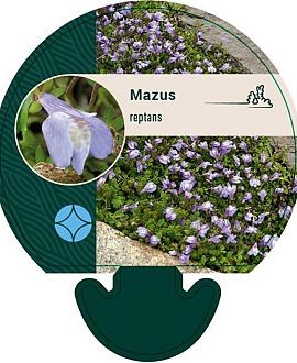 Mazus reptans Pot 9 cm