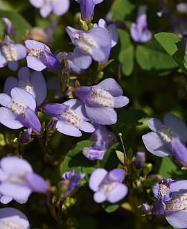 Mazus reptans Pot 9 cm