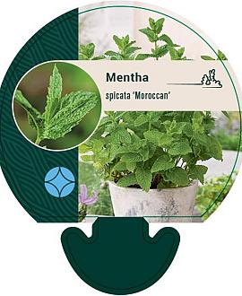 Mentha spicata 'Moroccan' Pot 9 cm