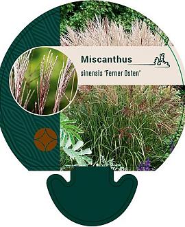Miscanthus sin. 'Ferner Osten' Pot 9 cm