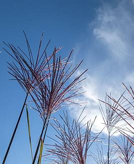 Miscanthus sin. 'Ferner Osten' Pot 9 cm