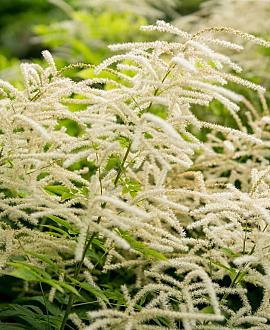Aruncus aethusifolius Pot 9 cm