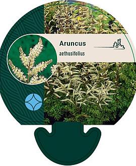 Aruncus aethusifolius Pot 9 cm