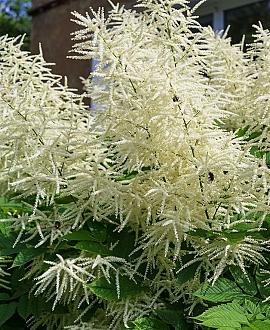Aruncus dioicus 'Kneiffii' Pot 9 cm