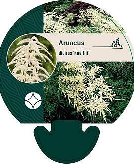Aruncus dioicus 'Kneiffii' Pot 9 cm