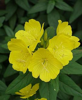 Oenothera fr. 'Fyrverkeri' Pot 9 cm