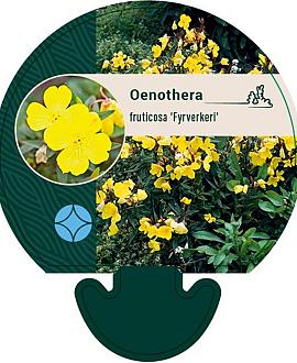 Oenothera fr. 'Fyrverkeri' Pot 9 cm