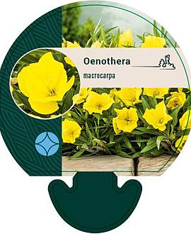 Oenothera macrocarpa Pot 9 cm