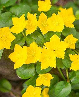 Oenothera macrocarpa Pot 9 cm