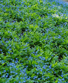 Omphalodes verna Pot 9 cm