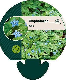 Omphalodes verna Pot 9 cm