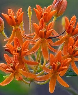 Asclepias tuberosa Pot 9 cm