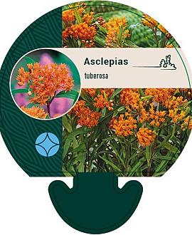 Asclepias tuberosa Pot 9 cm