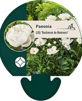 Paeonia (LD) 'Duchesse de Nemours' Pot 11 cm