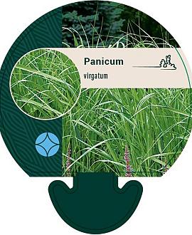 Panicum virgatum Pot 9 cm