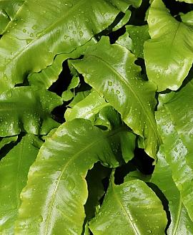 Asplenium scolopendrium Pot 9 cm