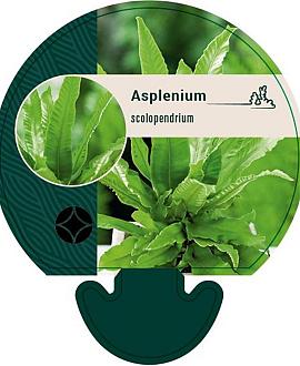 Asplenium scolopendrium Pot 9 cm