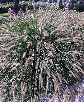 Pennisetum al. 'Red Head' Pot 9 cm