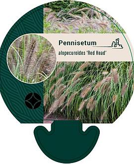 Pennisetum al. 'Red Head' Pot 9 cm