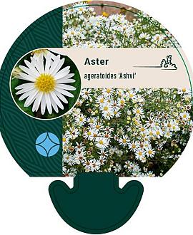 Aster ageratoides 'Ashvi' Pot 9 cm