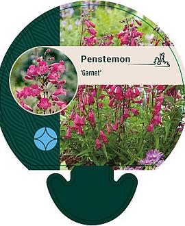 Penstemon 'Garnet' Pot 9 cm