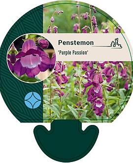 Penstemon 'Purple Passion' Pot 9 cm