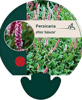Persicaria aff. 'Kabouter' Pot 9 cm
