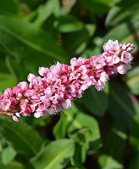 Persicaria aff. 'Kabouter' Pot 9 cm
