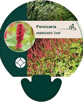 Persicaria a. 'Lisan' Pot 9 cm