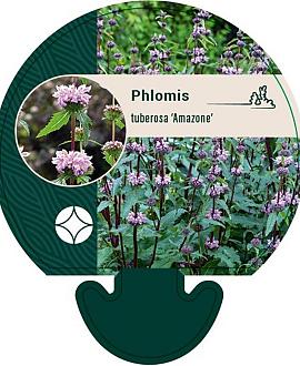 Phlomis tuberosa 'Amazone' Pot 9 cm
