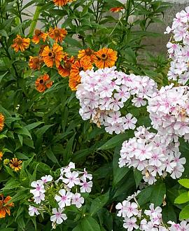 Phlox (S) 'Amazing Grace' Pot 9 cm