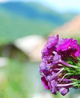 Phlox (P) 'Amethyst' Pot 9 cm