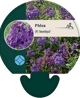 Phlox (P) 'Amethyst' Pot 9 cm