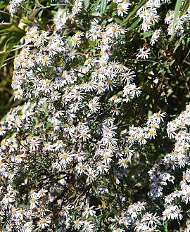 Aster ageratoides 'Asmo' Pot 9 cm