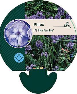 Phlox (P) 'Blue Paradise' Pot 9 cm