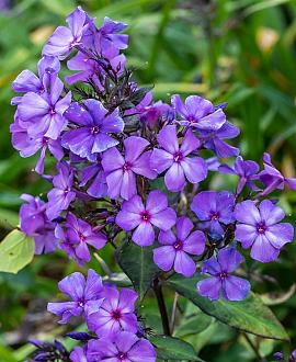 Phlox (P) 'Blue Paradise' Pot 9 cm