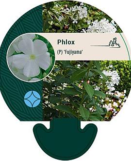 Phlox (P) 'Fujiyama' Pot 9 cm