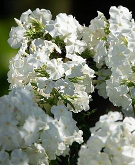 Phlox (P) 'Fujiyama' Pot 9 cm