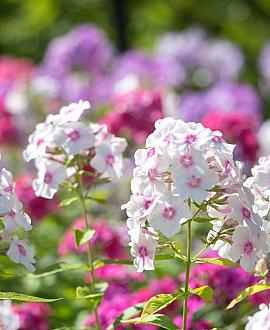 Phlox (P) 'Laura' Pot 9 cm