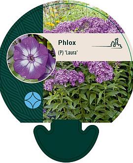 Phlox (P) 'Laura' Pot 9 cm