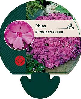 Phlox (S) 'MacDaniel's Cushion' Pot 9 cm