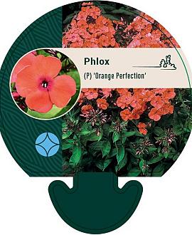 Phlox (P) 'Orange Perfection' Pot 9 cm
