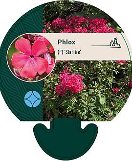 Phlox (P) 'Starfire' Pot 9 cm