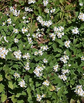 Aster ageratoides 'Asran' Pot 9 cm