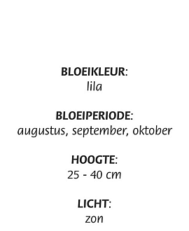 Aster ageratoides 'Asran' Pot 9 cm