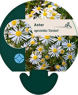 Aster ageratoides 'Stardust' Pot 9 cm