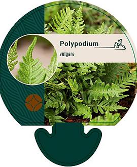 Polypodium vulgare Pot 9 cm