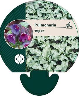 Pulmonaria 'Majesté' Pot 9 cm