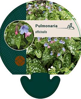 Pulmonaria officinalis Pot 9 cm