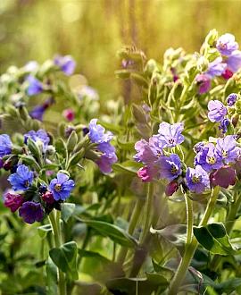 Pulmonaria officinalis Pot 9 cm